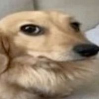 KSJKPOLOL