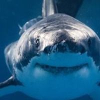 sharkielover