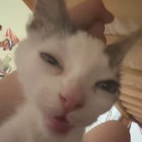 Beta