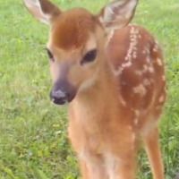 deeramine