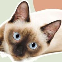 Meowmeow1369