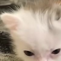 meowsir