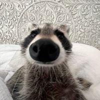 unanymufs