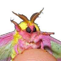 ChirpyMoth