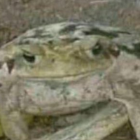 Bingus frog