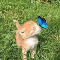razzP