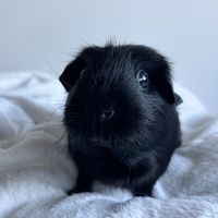 pig