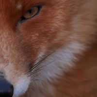 ninetailedfox12
