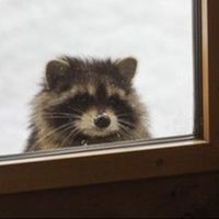Bread_Racoon06