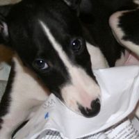 dogatemyhomework