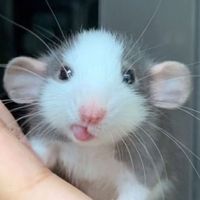cheese123