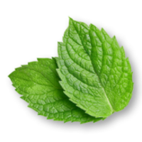 Mentolo