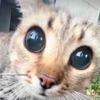 CatFish32