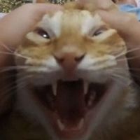 skullcat101