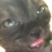 GayLilKittyKat