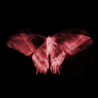 CrimsonMothwings