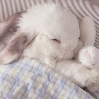 bunnythighhighs