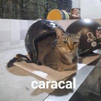 Caracal12