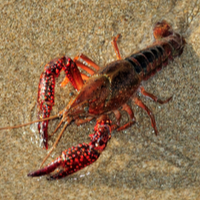 ButteredLobsters