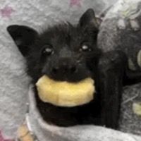 derpymaow