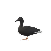 lequacky