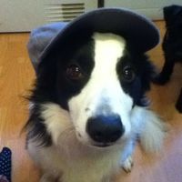 CollieFratBoy