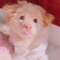 PuppyGirlLover