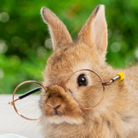 rabbitswow