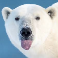 Elder Bear