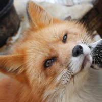 Fluffyfoxxxy