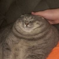 gyskass