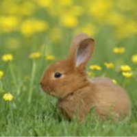 ur_bunny