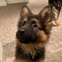 puppiefied