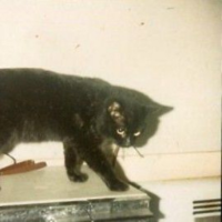 Psycho_Kitty