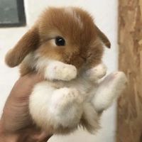 lazybunni