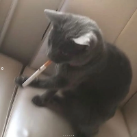 Snout