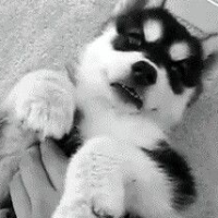 sillypuppyk