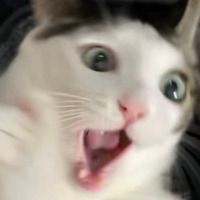 MrCattus25