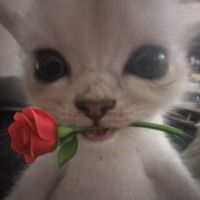 mushyy