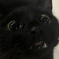 SadzCatV