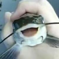orbitalgyn27