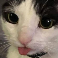 maowmaowmaowmrrr
