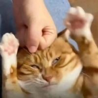 thiefcat