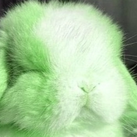 bunnyclown