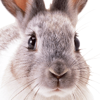 Bunnychum