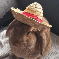 BunSeraphirn