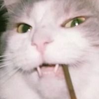 pedro_pop