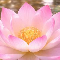 LilyPadLotus