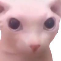 cat3silly