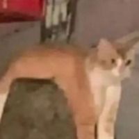 ScuttlerKitty